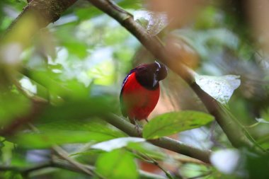 Kara tepeli pide (Erythropitta ussheri) Danum Valley, Sabah, Borneo, Malezya 