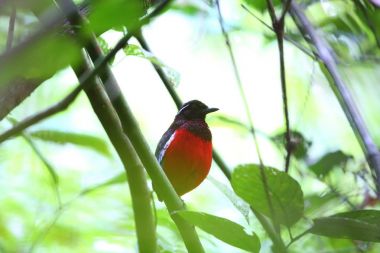 Kara tepeli pide (Erythropitta ussheri) Danum Valley, Sabah, Borneo, Malezya 