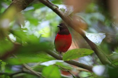 Kara tepeli pide (Erythropitta ussheri) Danum Valley, Sabah, Borneo, Malezya 