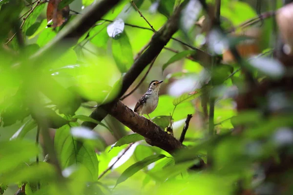 Wren-Babbler rayé (Kenopia striata) dans la vallée du Danum, Sabah, Bornéo, Malaisie — Photo