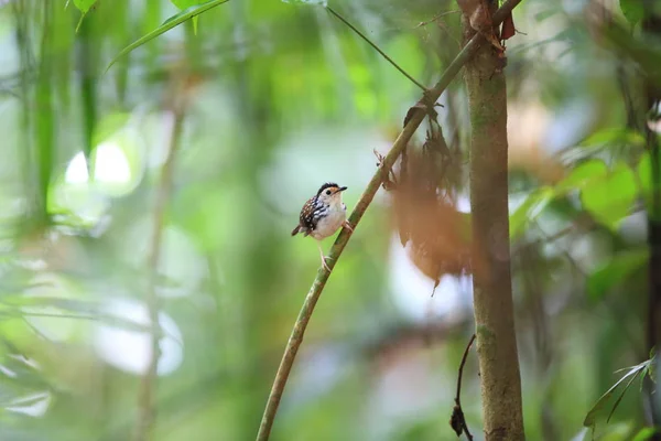 Prokládané Wren-tlučhuba (Kenopia striata) v Danum Valley, Sabah, Borneo, Malajsie — Stock fotografie