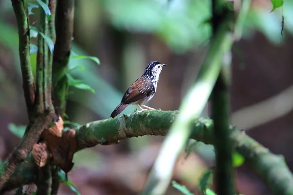 Смугастий Рен-Babbler (Kenopia striata) в Danum долини, Сабах, Борнео, Малайзія — стокове фото