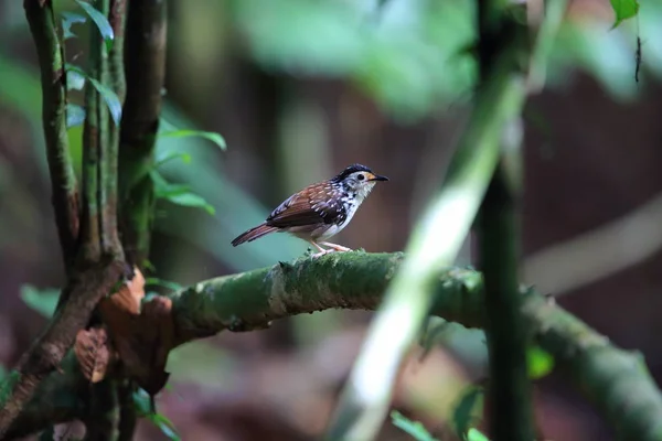 Randig Wren-Babbler (Kenopia striata) i Danum Valley, Sabah, Borneo, Malaysia — Stockfoto