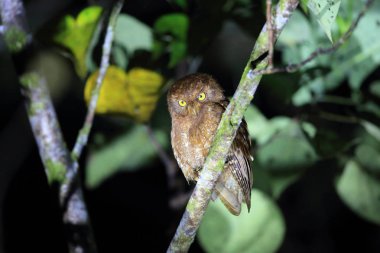 Simeulue İshak baykuşu (Otus umbra) Simeulue Adası, Endonezya