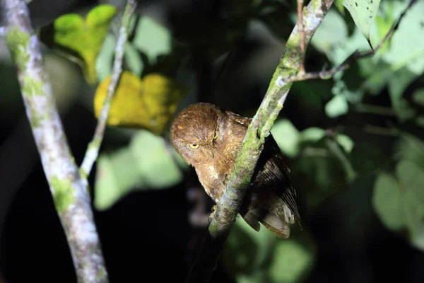 Simeulue scops owl (Otus umbra) en la isla de Simeulue, Indonesia —  Fotos de Stock