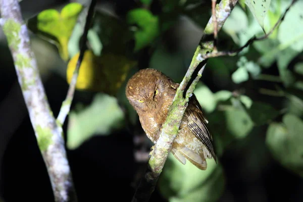 Simeulue scops owl (Otus umbra) en la isla de Simeulue, Indonesia —  Fotos de Stock
