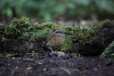 Schneider'ın pide (Hydrornis schneideri) Mt.Kerinci, Sumatra, Endonezya