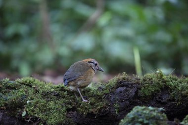 Schneider'ın pide (Hydrornis schneideri) Mt.Kerinci, Sumatra, Endonezya
