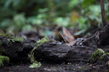 Schneider'ın pide (Hydrornis schneideri) Mt.Kerinci, Sumatra, Endonezya