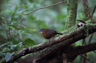 Rusty göğüslü Wren-yedikardeşi (Napothera rufipectus), Mt.Kerinci, Sumatra, Endonezya