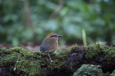 Schneider'ın pide (Hydrornis schneideri) Mt.Kerinci, Sumatra, Endonezya