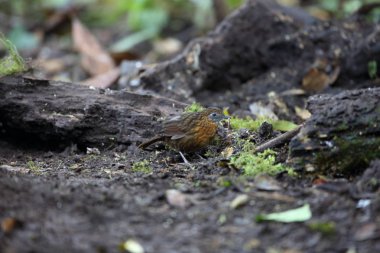 Rusty göğüslü Wren-yedikardeşi (Napothera rufipectus), Mt.Kerinci, Sumatra, Endonezya