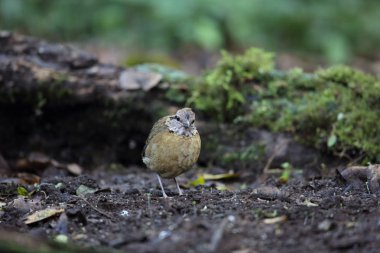 Schneider'ın pide (Hydrornis schneideri) Mt.Kerinci, Sumatra, Endonezya