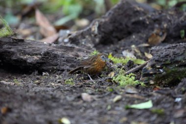 Rusty göğüslü Wren-yedikardeşi (Napothera rufipectus), Mt.Kerinci, Sumatra, Endonezya