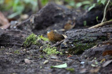 Rusty göğüslü Wren-yedikardeşi (Napothera rufipectus), Mt.Kerinci, Sumatra, Endonezya