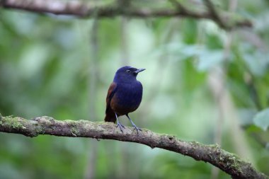 Brown kanatlı ıslık ardıç kuşu (Myophonus castaneus), Mt.Kerinci, Sumatra, Endonezya