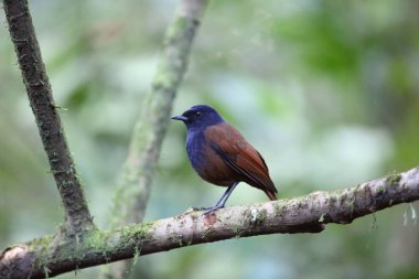 Brown kanatlı ıslık ardıç kuşu (Myophonus castaneus), Mt.Kerinci, Sumatra, Endonezya