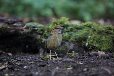 Schneider'ın pide (Hydrornis schneideri) Mt.Kerinci, Sumatra, Endonezya