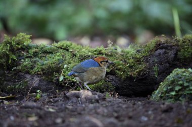 Schneider'ın pide (Hydrornis schneideri) Mt.Kerinci, Sumatra, Endonezya