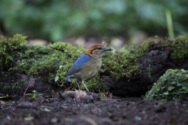 Schneider'ın pide (Hydrornis schneideri) Mt.Kerinci, Sumatra, Endonezya