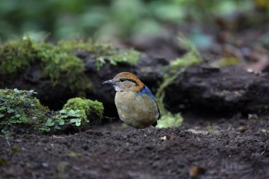 Schneider'ın pide (Hydrornis schneideri) Mt.Kerinci, Sumatra, Endonezya