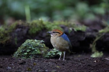 Schneider'ın pide (Hydrornis schneideri) Mt.Kerinci, Sumatra, Endonezya