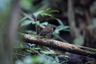 Sumatra mavisi ardıç kuşu (