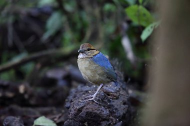 Schneider'ın pide (Hydrornis schneideri) Mt.Kerinci, Sumatra, Endonezya