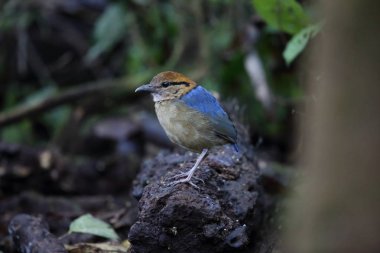 Schneider'ın pide (Hydrornis schneideri) Mt.Kerinci, Sumatra, Endonezya