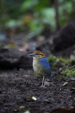 Schneider'ın pide (Hydrornis schneideri) Mt.Kerinci, Sumatra, Endonezya