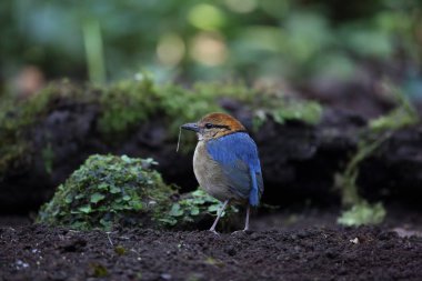 Schneider'ın pide (Hydrornis schneideri) Mt.Kerinci, Sumatra, Endonezya