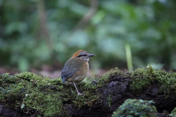 Schneider Pitta (Hydrornis schneideri) w Mt.Kerinci, Sumatra, Indonezja — Zdjęcie stockowe