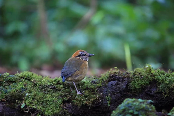Schneider'ın pide (Hydrornis schneideri) Mt.Kerinci, Sumatra, Endonezya