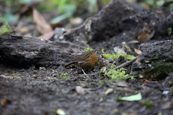 Rusty göğüslü Wren-yedikardeşi (Napothera rufipectus), Mt.Kerinci, Sumatra, Endonezya