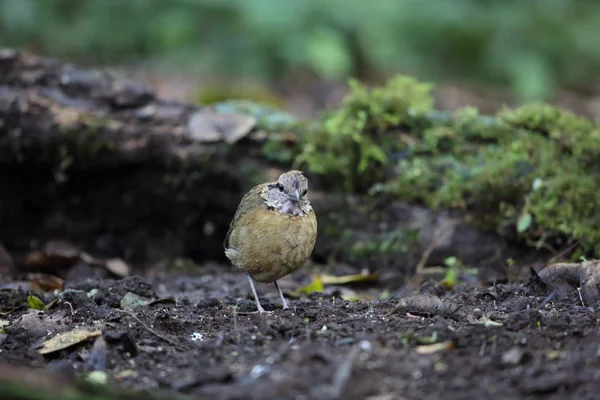 Schneider'ın pide (Hydrornis schneideri) Mt.Kerinci, Sumatra, Endonezya
