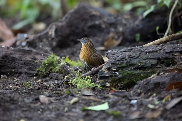 Rusty göğüslü Wren-yedikardeşi (Napothera rufipectus), Mt.Kerinci, Sumatra, Endonezya