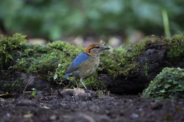 Schneider'ın pide (Hydrornis schneideri) Mt.Kerinci, Sumatra, Endonezya