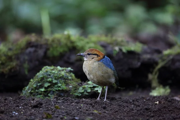 Schneider'ın pide (Hydrornis schneideri) Mt.Kerinci, Sumatra, Endonezya