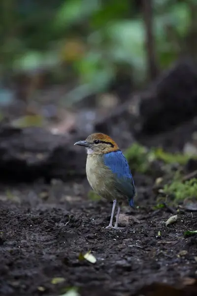 Schneider Пітта (Hydrornis довгоногий сцинк) у Mt.Kerinci, Суматра, Індонезія — стокове фото