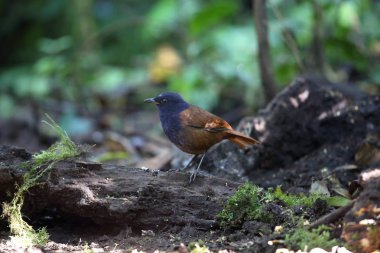 Brown kanatlı ıslık ardıç kuşu (Myophonus castaneus), Mt.Kerinci, Sumatra, Endonezya