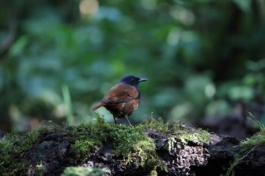 Brown kanatlı ıslık ardıç kuşu (Myophonus castaneus), Mt.Kerinci, Sumatra, Endonezya