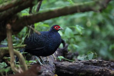 Salvadori'nın sülün (Lophura inornata) Mt.Kerinci, Sumatra, Endonezya