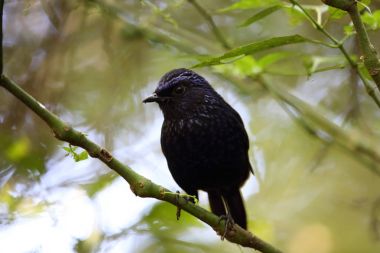 Ardıç kuşu (Myophonus melanurus) Mt.Kerinci, Sumatra, Endonezya ıslık parlak