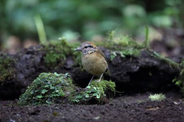Schneider'ın pide (Hydrornis schneideri) Mt.Kerinci, Sumatra, Endonezya