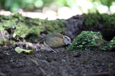 Schneider'ın pide (Hydrornis schneideri) Mt.Kerinci, Sumatra, Endonezya