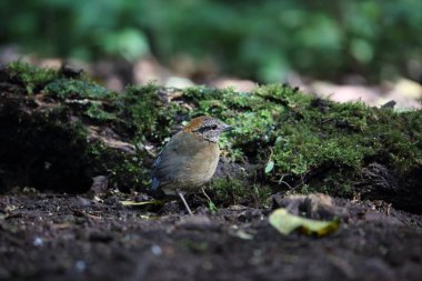 Schneider'ın pide (Hydrornis schneideri) Mt.Kerinci, Sumatra, Endonezya
