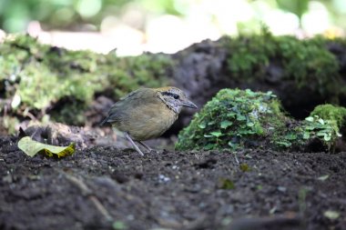 Schneider'ın pide (Hydrornis schneideri) Mt.Kerinci, Sumatra, Endonezya