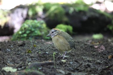 Schneider'ın pide (Hydrornis schneideri) Mt.Kerinci, Sumatra, Endonezya