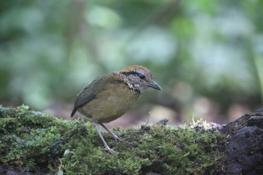 Schneider'ın pide (Hydrornis schneideri) Mt.Kerinci, Sumatra, Endonezya