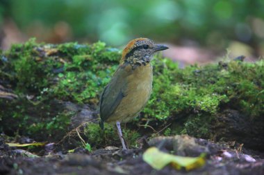 Schneider'ın pide (Hydrornis schneideri) Mt.Kerinci, Sumatra, Endonezya